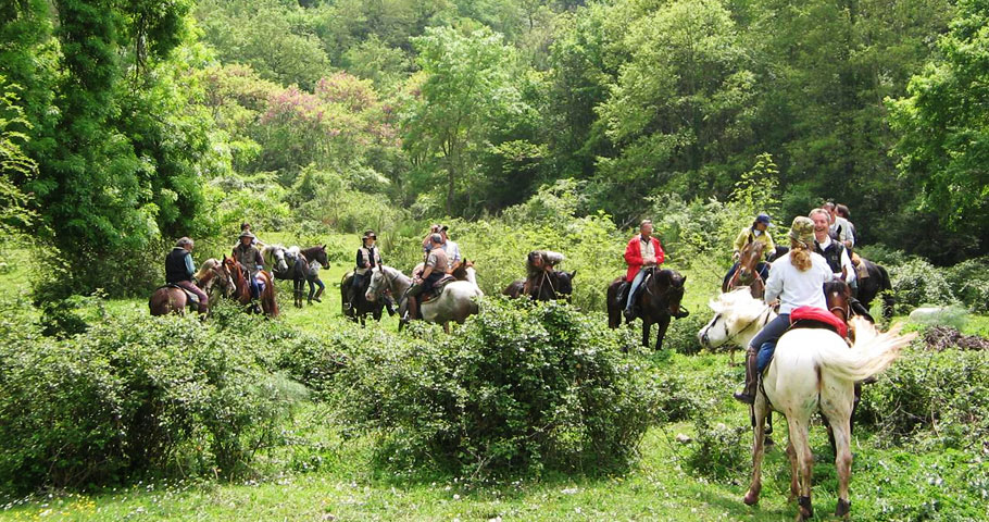 Cavalli del Mugello 2(DE)