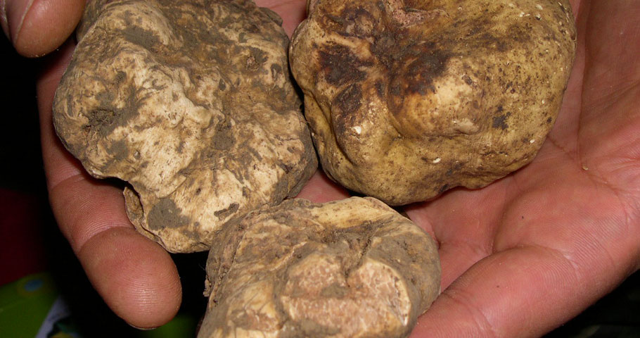 La Cucina del Mugello 1(DE)