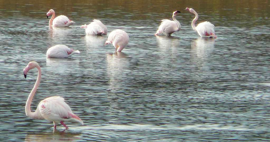 Le Oasi del Mugello 2(DE)