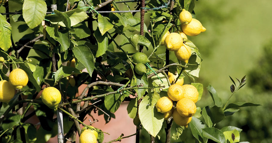 Il Parco Tenuta Il Cerro 4